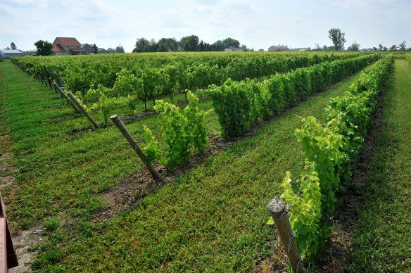 Enherbement naturel maitrisé