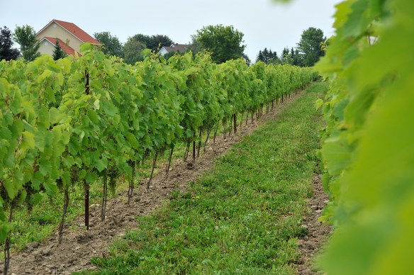 Enherbement permanent et sarclage