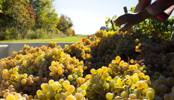 Cépage Frontenac blanc, millésime 2013.