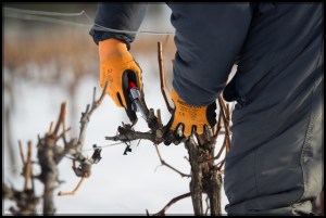 Taille 2015 d'une vigne Frontenac
