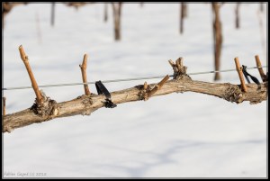 Frontenac fraîchement taillé, fin d'hiver 2015.
