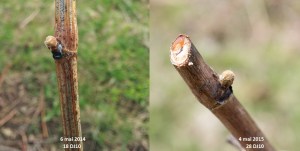 Comparaison 2014-2015