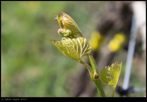Phylloxéra de première génération