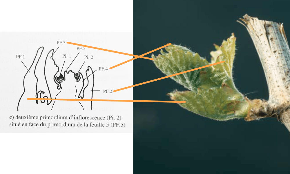 Gauche tiré de Carbonneau et al. 2007, La vigne - Physiologie, terroir, culture
Droite: Mackiewicz P. et Denizot A.M. (2009) Les stades phénologiques de la vigne - IFV.
Infographie: F.Gagné (2023)
